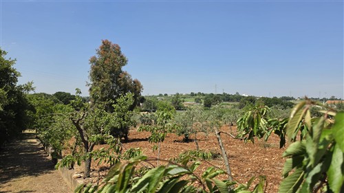 Terreno Agricolo e Ciliegeto a Castellana Grotte